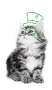 Cat_ Cat_