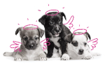 Puppy_ Puppy_